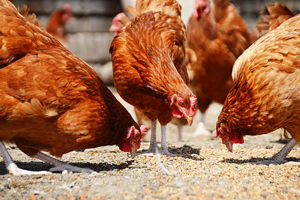 istock Chickens on traditional free range poultry farm 505401011