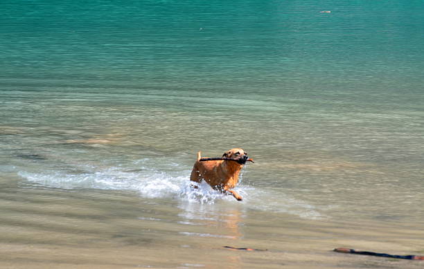 istock dog playing in the lake 505404156