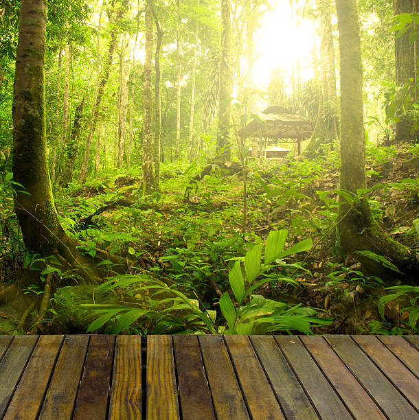 istock rainforest with ray of lights and plank woods 505405172