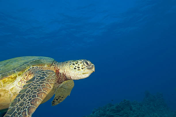 istock Turtle at Hawaii island coral reef 505406874