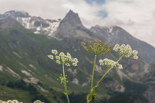 carum carvi (família: apiaceae). nomes comuns: alcaravia, meridiano funcho - caraway imagens e fotografias de stock