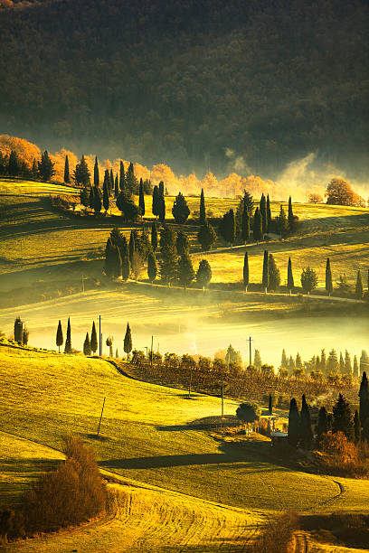 тоскана туман утром, сельский и cypress деревь�ев. италии. - tuscany vineyard italy agriculture стоковые фото и изображения