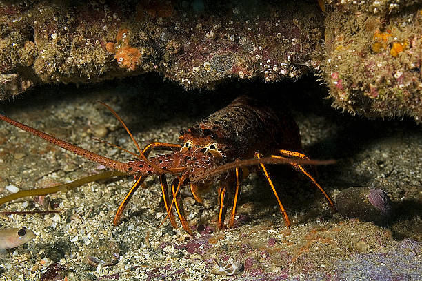 istock Lobster at California underwater reef 505409104