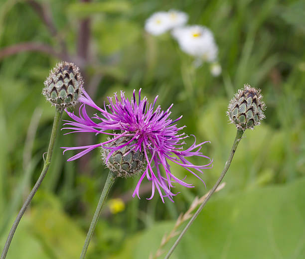 Greater Knapweed (Centaurea scabiosa) Medium to tall, robust, rough, somewhat bristly perennial, to 1.5m; stems erect, branched above. Leaves pinnately-lobed, occasionally unlobed, with oblong or linear segments, lower leaves stalked. Flower heads purple, large, 30-50mm, the outer florets much longer than the inner; flower-bracts green with brown or black, fringed horse-shoe shaped appendage. millingerwaard stock pictures, royalty-free photos & images