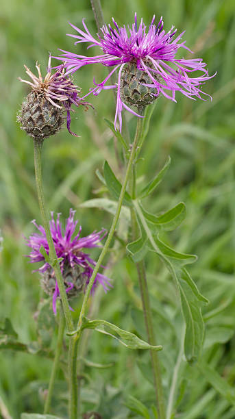 Greater Knapweed (Centaurea scabiosa) Medium to tall, robust, rough, somewhat bristly perennial, to 1.5m; stems erect, branched above. Leaves pinnately-lobed, occasionally unlobed, with oblong or linear segments, lower leaves stalked. Flower heads purple, large, 30-50mm, the outer florets much longer than the inner; flower-bracts green with brown or black, fringed horse-shoe shaped appendage. millingerwaard stock pictures, royalty-free photos & images