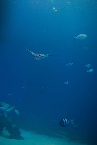 istock Underwater sea life. 505410730