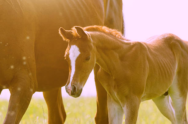 at a summer day - arabian horse foal in sunlight