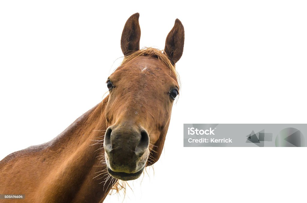 Divertido Retrato de warmblood caballos - Foto de stock de Caballo - Familia del caballo libre de derechos