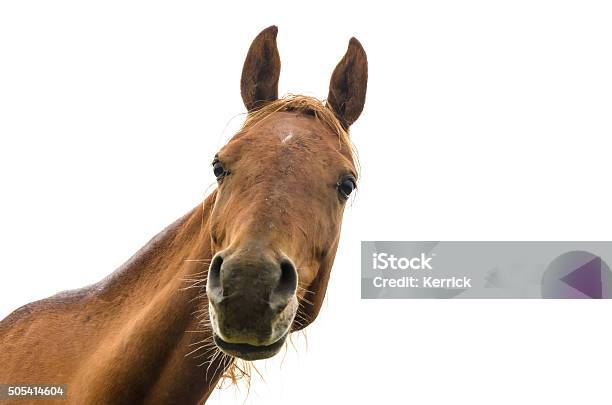 Divertido Retrato De Warmblood Caballos Foto de stock y más banco de imágenes de Caballo - Familia del caballo - Caballo - Familia del caballo, Humor, Ganado - Animal doméstico