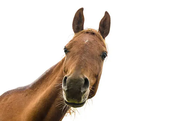 funny portrait of a warmblood horse isolated on white
