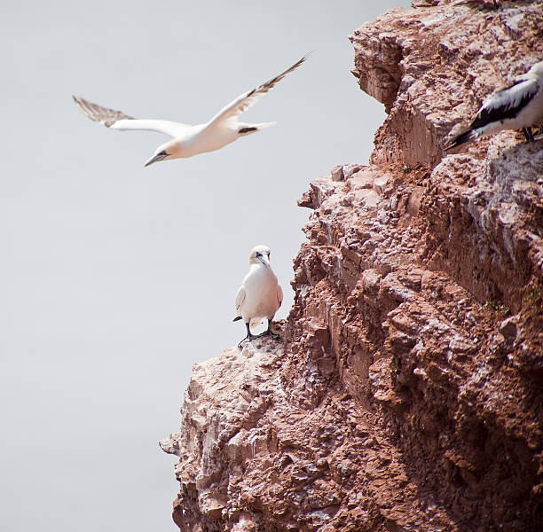 istock Morus bassanus - gannets at Helgoland germany 505437829