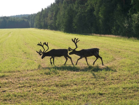 Reindeer on  green swedish fjeld