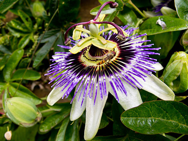 istock Passiflora Caerulea - Passion Flower 505439223