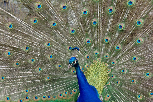 istock Male Peacock proudly displaying his iridescent tail feathers 505439239