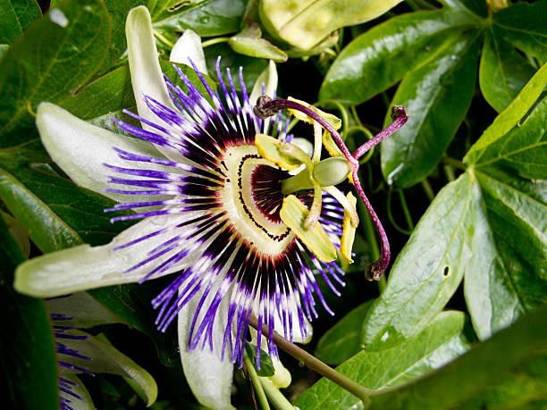 istock Close up of Passion Flower 505439291