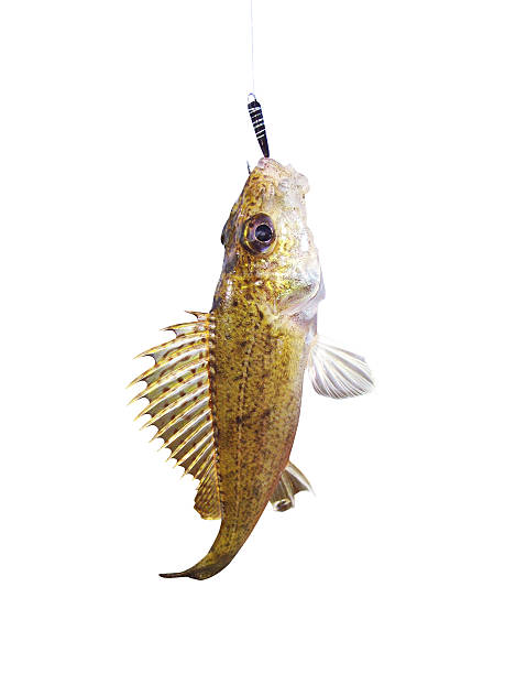 istock Eurasian Ruffe on a fishing hook 505439401