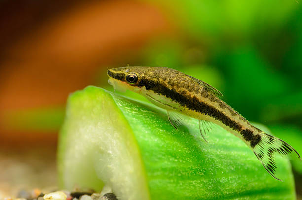 istock Otocinclus Aquarium Fish Close Up on Cucumber 505439515