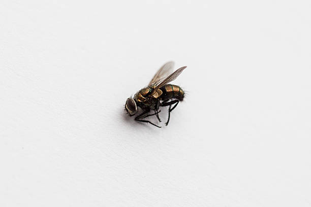 istock dead fly on the paper 505439611
