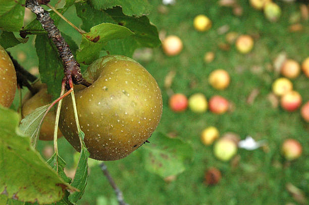 maduro manzanas - macintosh apples fotos fotografías e imágenes de stock