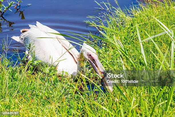 Photo libre de droit de Pélican De Chasse banque d'images et plus d'images libres de droit de Afrique de l'Est - Afrique de l'Est, Animaux à l'état sauvage, Blanc