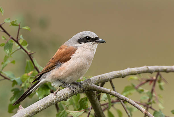 Male Red-backed Shrike (Lanius collurio)