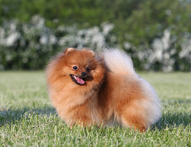 istock Pomeranian spitz in the park 505441133