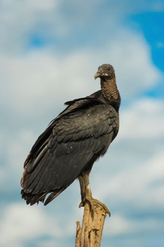 Black Vulture by the seashore in Bahia state - Brazil