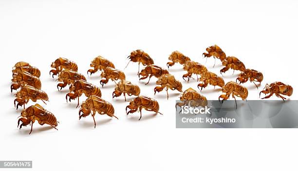 Row Of Cicadas Shedding On White Background Stock Photo - Download Image Now - Animal, Animal Body Part, Animal Exoskeleton