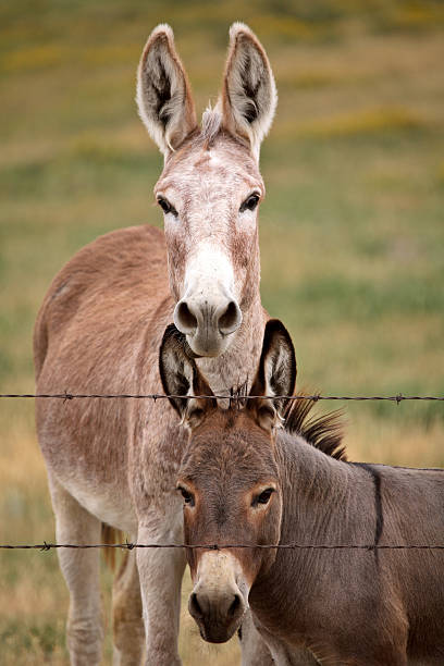 istock Mother and young donkey in scenic Saskatchewan 505441803