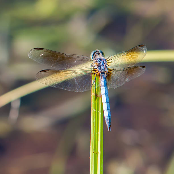 istock Dragonfly on grass with lake water  background 505441901