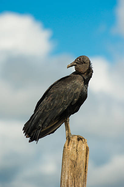 Vulture Black Vulture by the seashore in Bahia state - Brazil american black vulture photos stock pictures, royalty-free photos & images