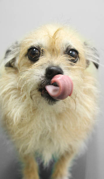 istock Dog tongue 505442723