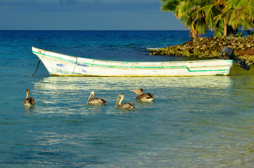Old fisherman's boat and pelicans on a barrier reef island off the coast of Belize in the Caribbean Sea.