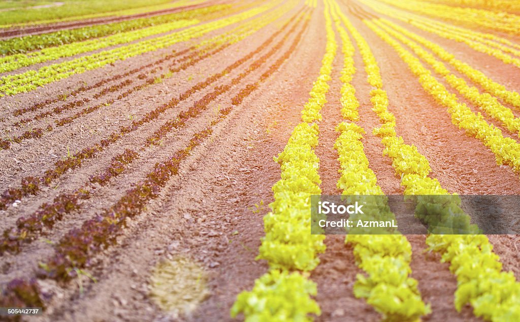 Campo de Salada - Royalty-free Agricultura Foto de stock