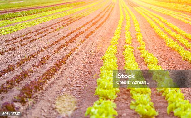 Campo De Salada - Fotografias de stock e mais imagens de Agricultura - Agricultura, Ajardinado, Alface