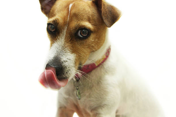 istock Dog with tongue out 505443417