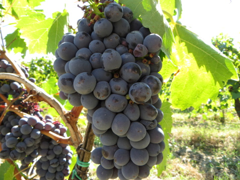 Sangiovese grape photographed at vineyard near San Gimigiano