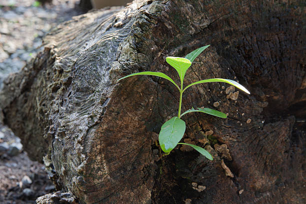 istock Green leaves with wood stump 505444729