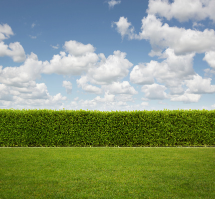 Green hedge in empty back yard with copy space