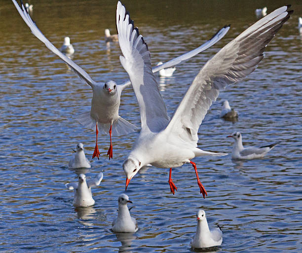 istock Feeding time at the lake. 505463480