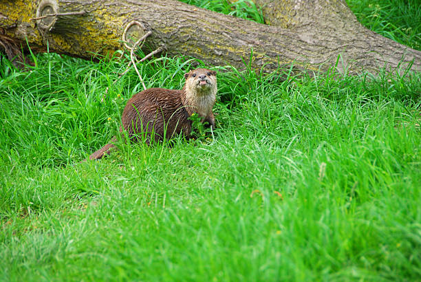 loutre cendrée marcher dans l'herbe. - oriental short clawed otter photos et images de collection