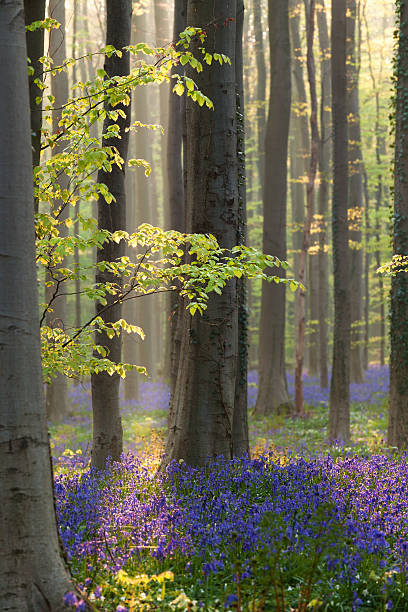 солнечный свет в лесу с цветами bluebells - forest of halle стоковые фото и изображения