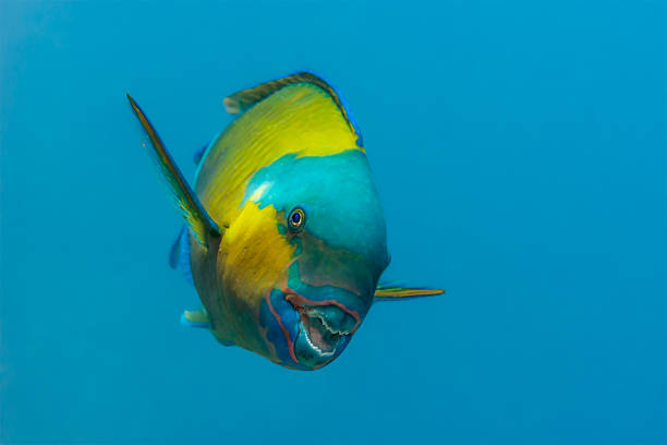 Bullethead parrotfish apparently smiling at the camera Bullethead parrotfish {Chlorurus sordidus} at a cleaning station, appearing to smile, but just having parasites removed. Red Sea, Egypt. June parrot fish stock pictures, royalty-free photos & images