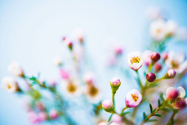istock Delicate and beautiful fresh waxflowers  against blue background 505465922