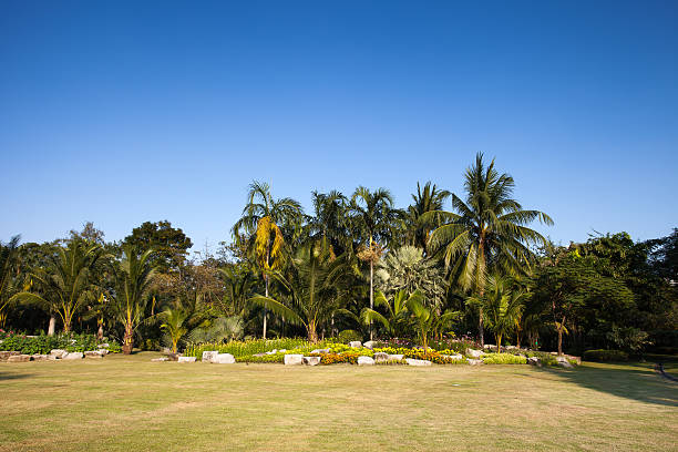 istock Green grass on a golf field 505466993
