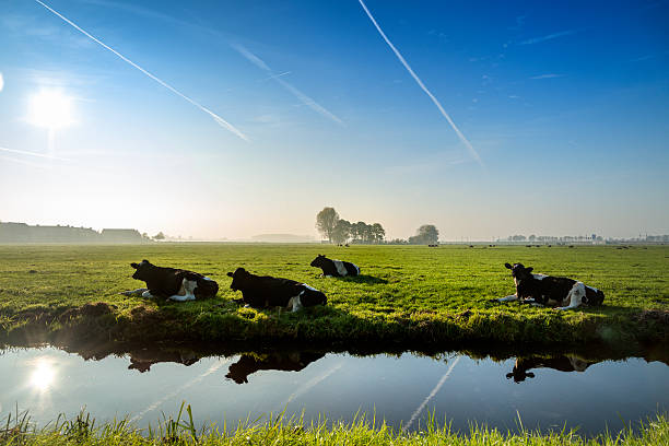 istock four ruminating cows  in green meadow. 505467038
