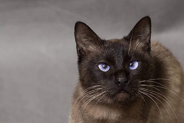 istock Portrait of a Siamese cat 505467374