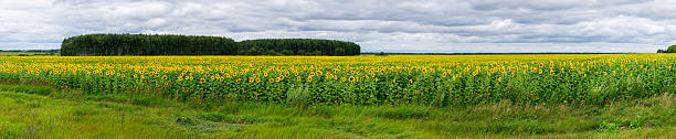 istock field of sunflowers 505468224