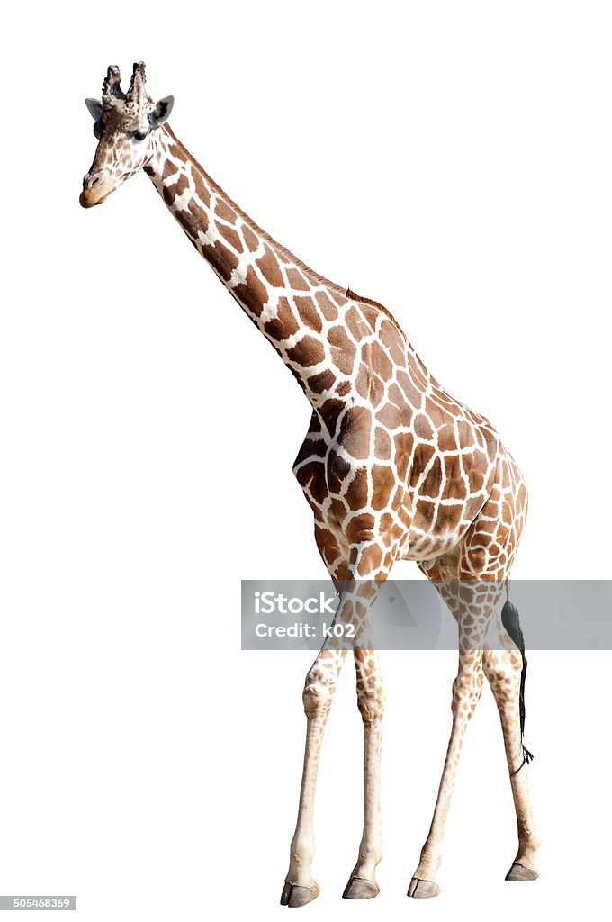 Licensing requirements for using giraffe images obtained from iStock in commercial projects