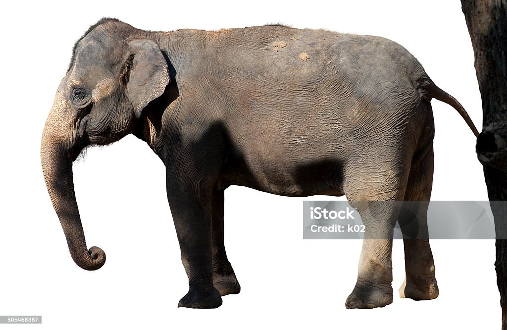 Изолированные Азиатский слон - Стоковые фото Азиатский слон роялти-фри